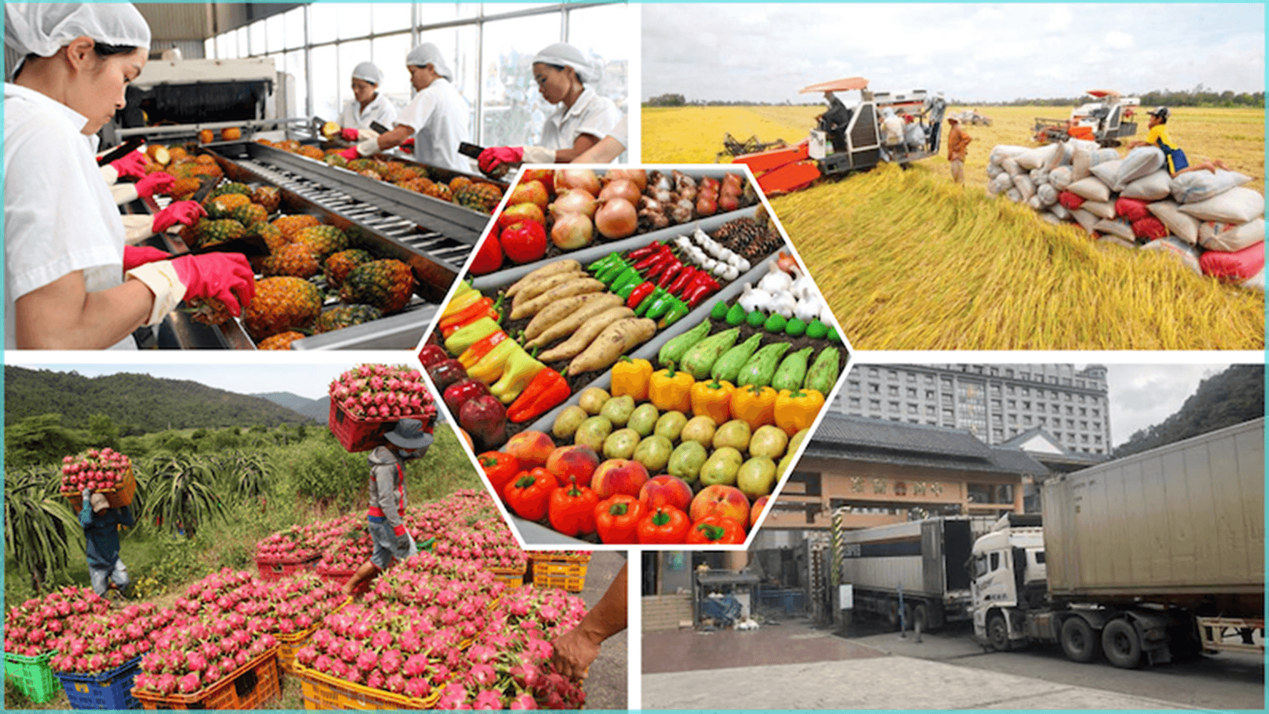 Xuất khẩu nông sản Việt Nam tăng trưởng: Nhu cầu vận tải lạnh bùng nổ